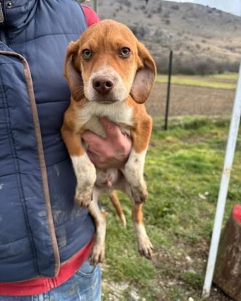 Tom, aktiver, aufgeweckter Junghund