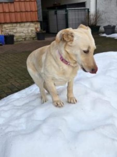 Biene 38 cm (Pflegestelle)