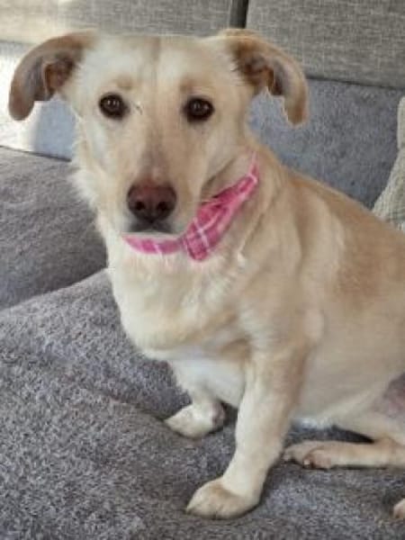 Biene 38 cm (Pflegestelle)