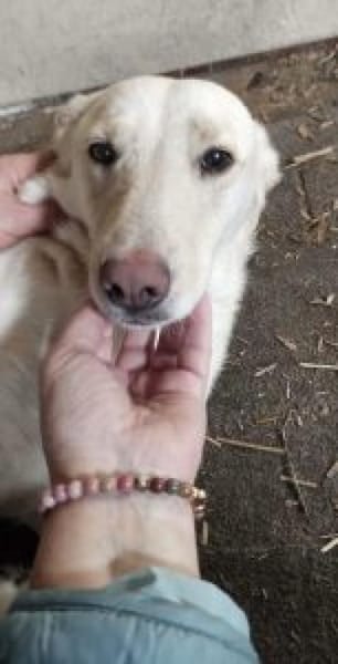 Biene 38 cm (Pflegestelle)