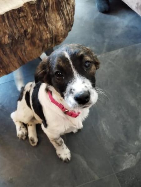 Marshy - zauberhafte Hündin