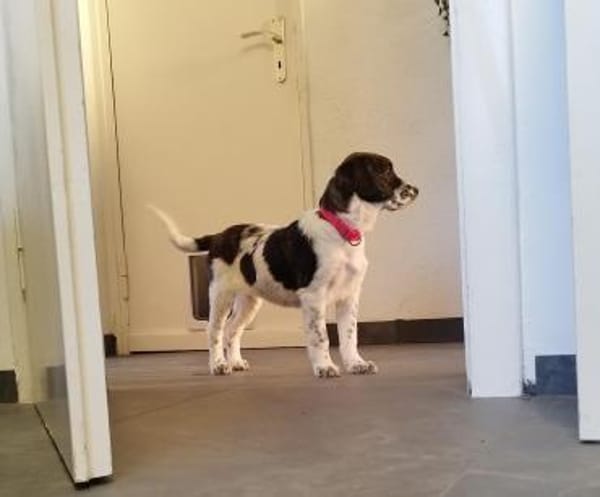 Marshy - zauberhafte Hündin