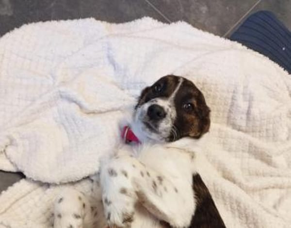 Marshy - zauberhafte Hündin