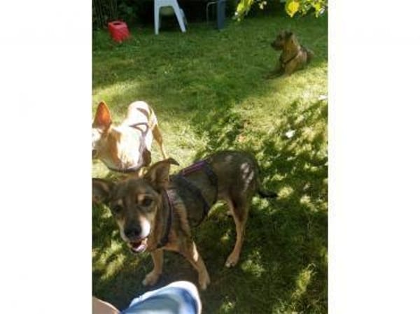 Trudi  wartet in 91320 Ebermannstadt