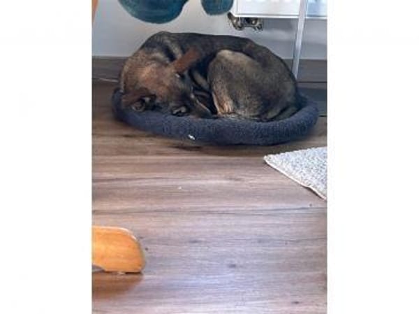 Trudi  wartet in 91320 Ebermannstadt