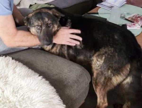 SHARUKH wäre gern dein Freund