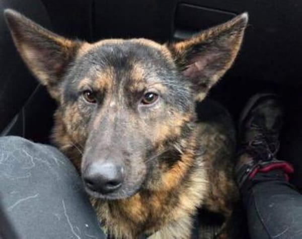 SHARUKH wäre gern dein Freund