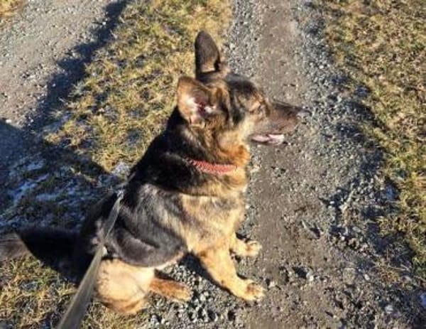 SHARUKH wäre gern dein Freund