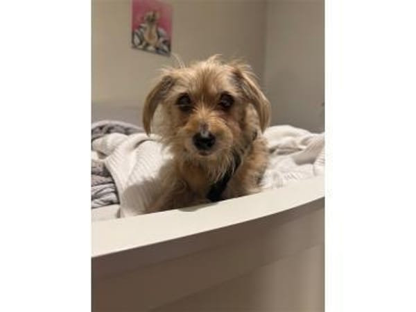 Struppi - wartet in 16341 Panketal