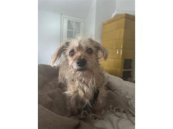 Struppi - wartet in 16341 Panketal