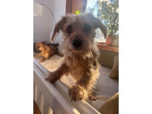 Struppi - wartet in 16341 Panketal