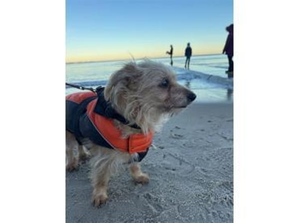 Struppi - wartet in 16341 Panketal