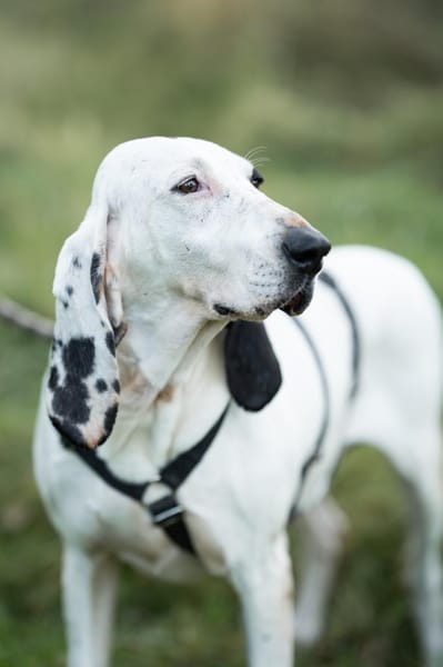 Bella - eine sanfte Seele