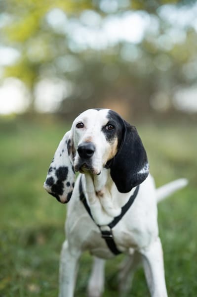 Bella - eine sanfte Seele