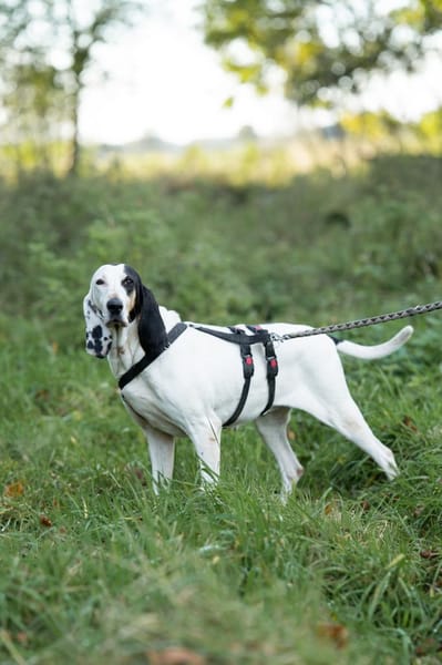 Bella - eine sanfte Seele