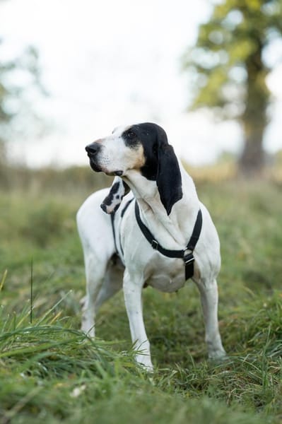 Bella - eine sanfte Seele