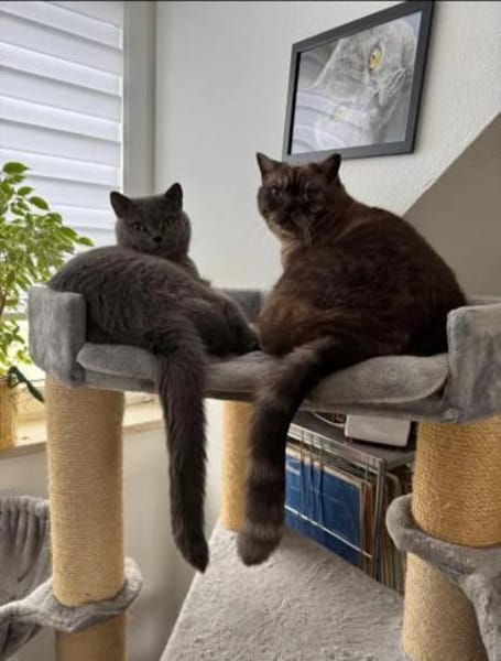 Sherlock & Tyson suchen  neue Familie