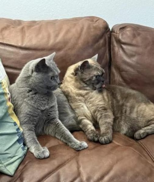 Sherlock & Tyson suchen  neue Familie