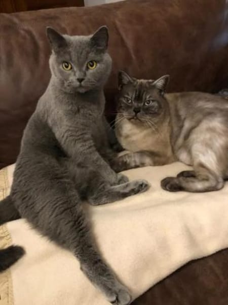 Sherlock & Tyson suchen  neue Familie