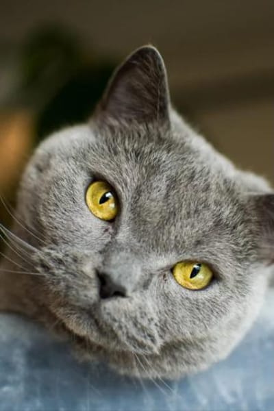 Sherlock & Tyson suchen  neue Familie