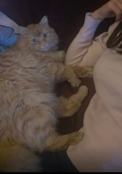 Garfi 1-2 Jahre eher Einzelkater