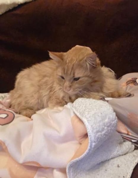 Garfi 1-2 Jahre eher Einzelkater