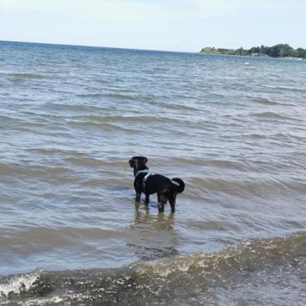 Kara - sanfte, verschmuste Hündin