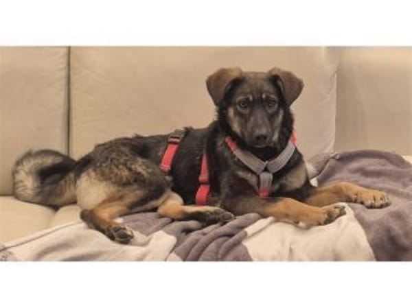 Sanna - wartet in 96160 Geiselwind