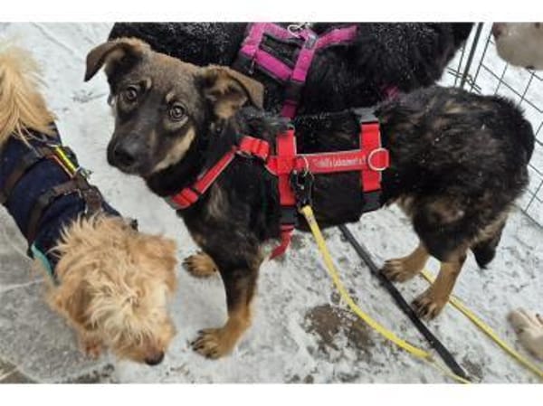 Sanna - wartet in 96160 Geiselwind