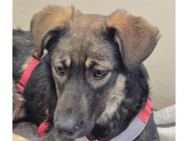 Sanna - wartet in 96160 Geiselwind