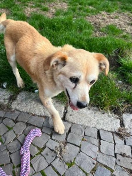 Kleine - SUSI - wartet in Essen / NRW...