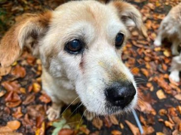 Kleine - SUSI - wartet in Essen / NRW...