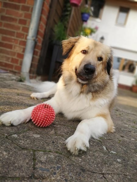 Pepper sucht ein neues Zuhause