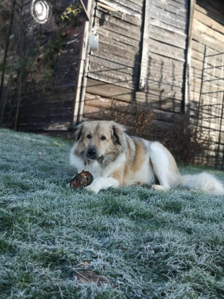 Pepper sucht ein neues Zuhause