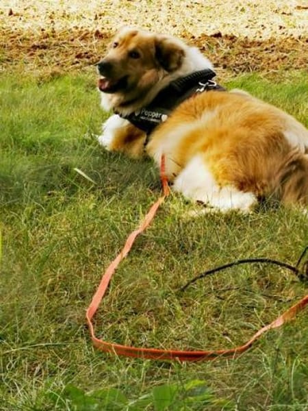 Pepper sucht ein neues Zuhause