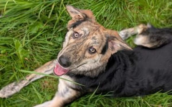 Zauberhafte Annegret sucht Zuhause