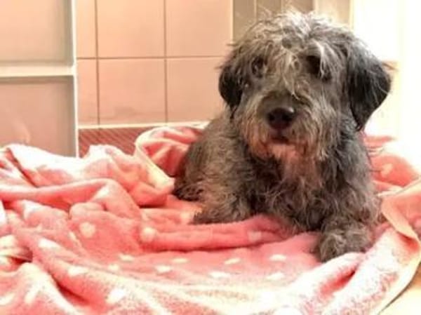 LORENZO - er sucht Paten