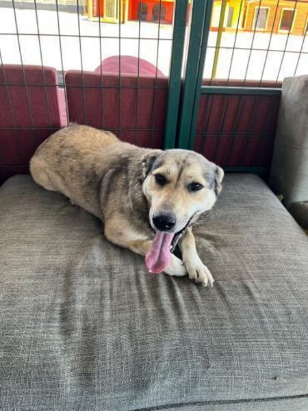 Pamuk sucht eine Pflegestelle / Zuhause