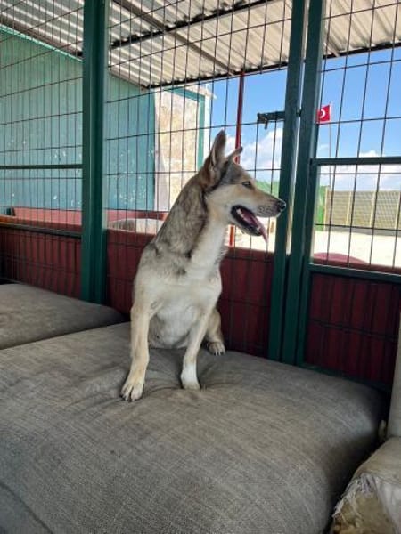 Pamuk sucht eine Pflegestelle / Zuhause