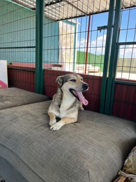 Pamuk sucht eine Pflegestelle / Zuhause