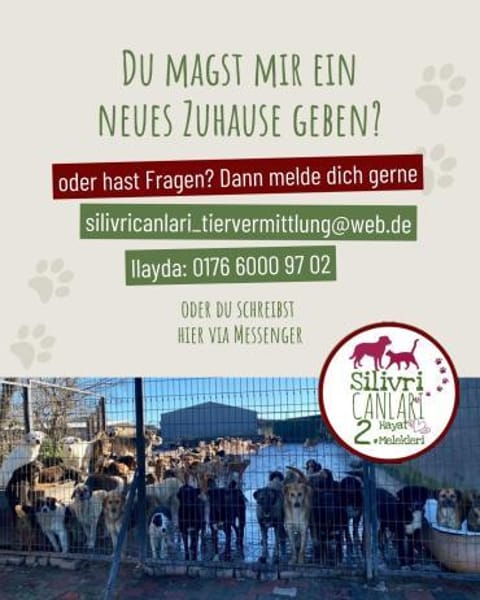 Pamuk sucht eine Pflegestelle / Zuhause