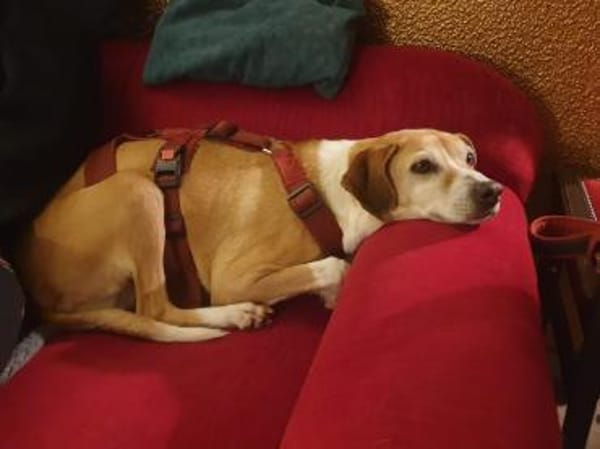 Conny - fit und sooo liebenswert