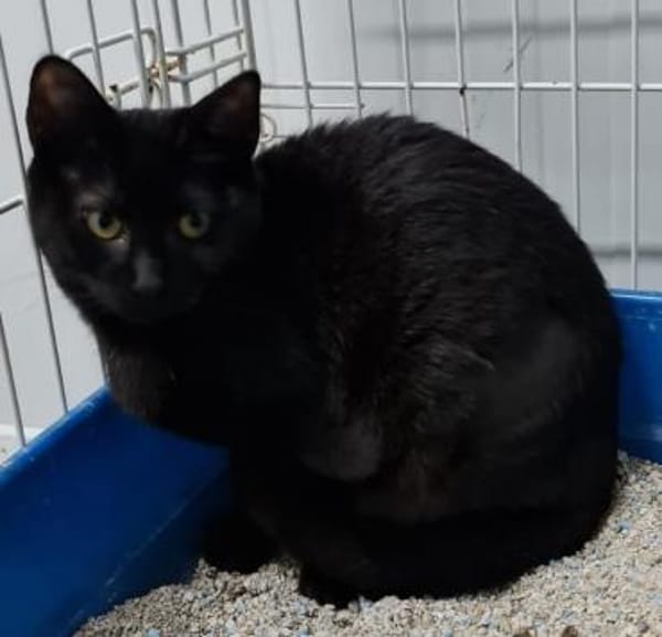 TINA & ATENEA -zwei muntere - MINI-Tiger