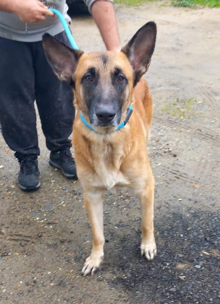 Ross, kommt nach Deutschland