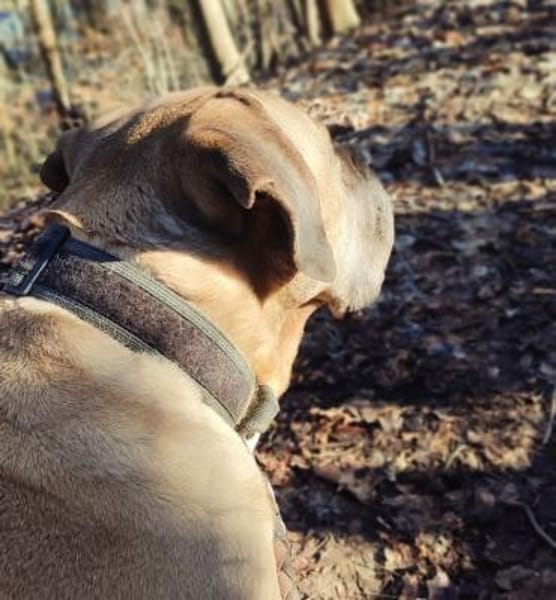 HUMPHREY... Trauriges Update 😭