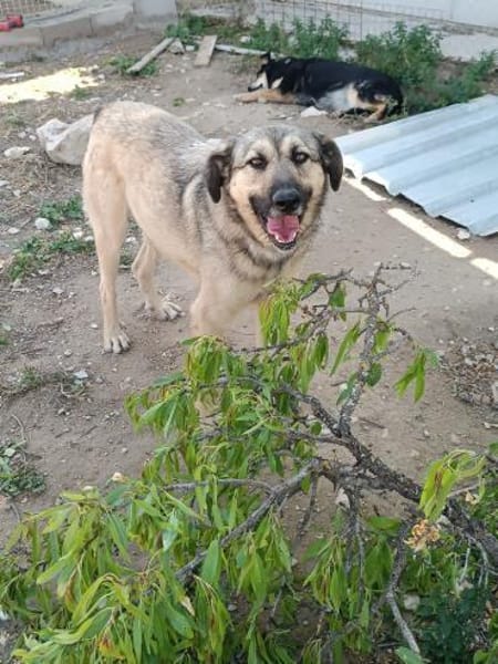 Kevin so lieb und schmusig noch unsicher