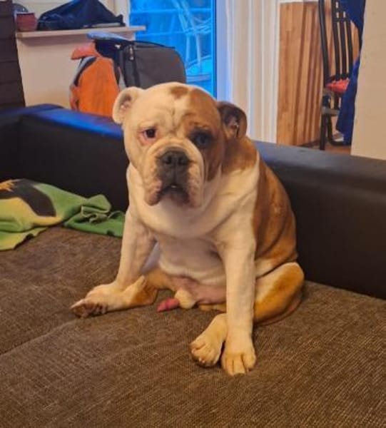 Notfall Butsch sucht ruhiges Zuhause