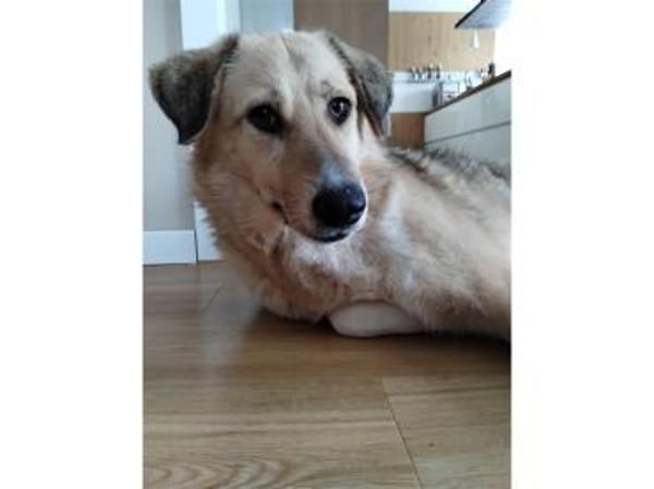 Kuschel - wartet in 24238 Selent