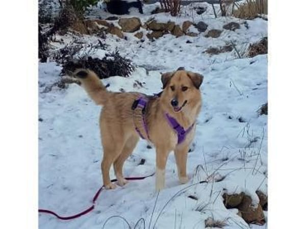 Kuschel - wartet in 24238 Selent