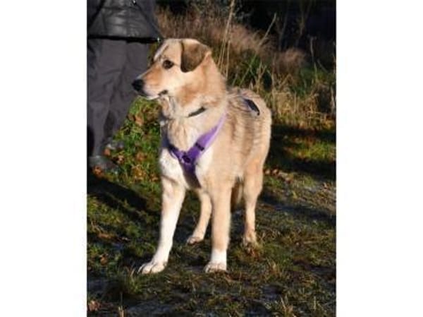 Kuschel - wartet in 24238 Selent